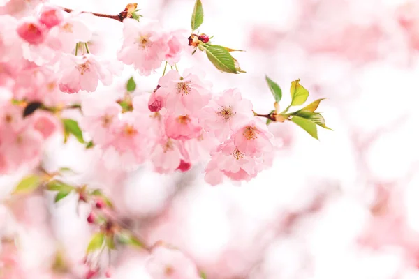 Sakura ağacında harika pembe kiraz çiçekleri. Güzel bir bahar ağacı. Seçici odak. 
