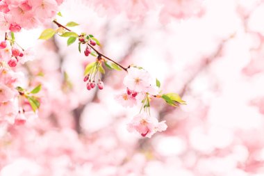Sakura ağacında harika pembe kiraz çiçekleri. Güzel bir bahar ağacı. Seçici odak. 