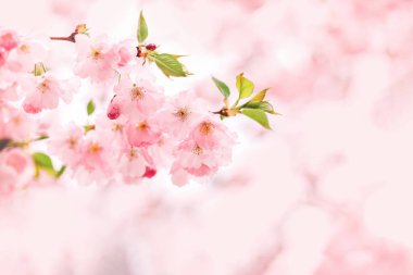 Sakura ağacında harika pembe kiraz çiçekleri. Güzel bir bahar ağacı. Seçici odak. 