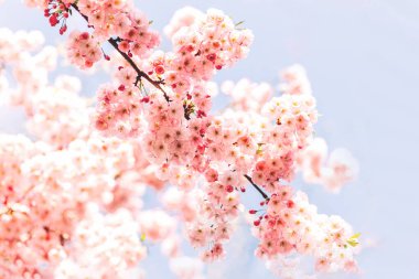 Sakura ağacında harika pembe kiraz çiçekleri. Güzel bir bahar ağacı. Seçici odak. 