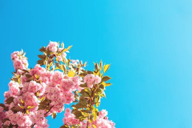 Sakura ağacında harika pembe kiraz çiçekleri. Güzel bir bahar ağacı. Seçici odak. 