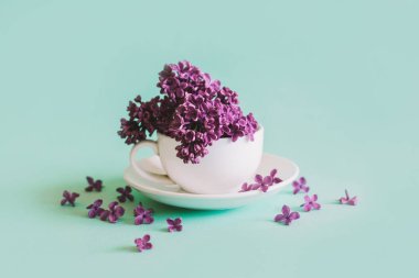 Turkuaz pastel arka planda çiçek açan leylak renkli beyaz kupa. Düz yatıyordu. Metin için yer.