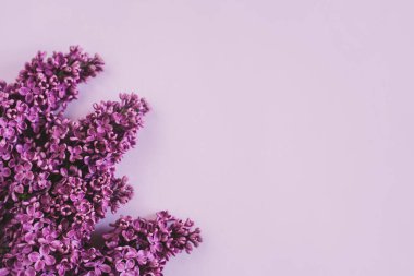 Mor arka planda çiçek açan leylak dalları. Düz yatıyordu. Metin için yer.