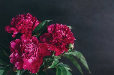 Koyu arkaplanda koyu kırmızı bir şakayık. Seçici odak.