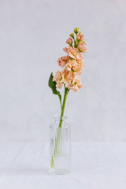 Beyaz arka planda cam vazoda şeftali pembesi Matthiola çiçeği. Minimum konsept. Metin için yer. 