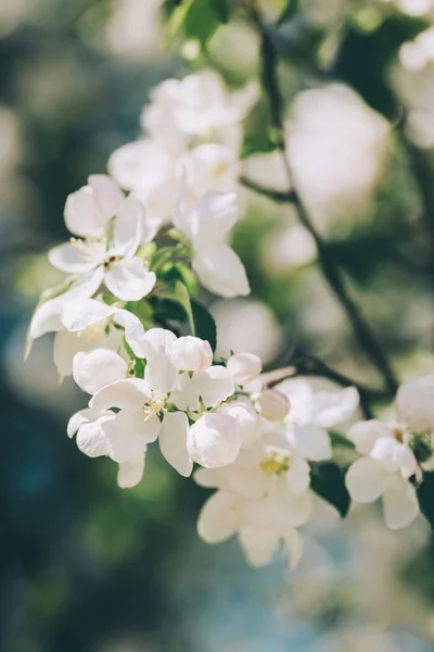 Zweig Eines Blühenden Apfelbaums Einem Frühlingsgarten Frühlingsblüte Selektiver Fokus — Stockfoto