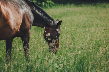 Yaz otlağında güzel bir at otluyor. Güneşli bir gün.