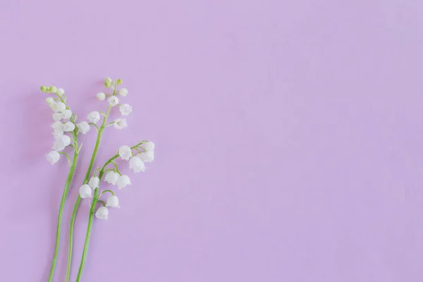 Beautiful lilies of the valley  flowers on a pastel violet background. Flat lay. Place for text.