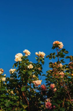 Yaz bahçesindeki güzel güller. İnanılmaz mavi gökyüzü. Metin için yer.