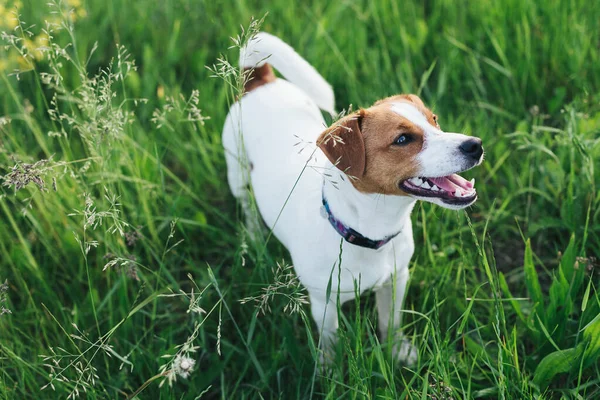 Šťastné Štěně Jack Russell Terrier Sedí Letní Louce Tmavě Zelené — Stock fotografie