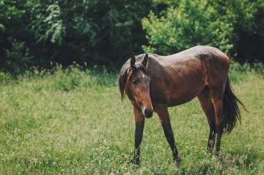 Güzel at çayırda otluyor. Güneşli bir günde yaz çayırı.