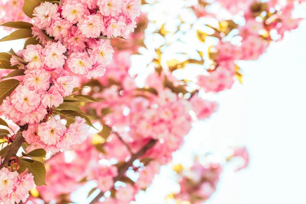 Branch Blossoming Apple Tree Spring Garden Spring Blossom Selective Focus — Stock Photo, Image