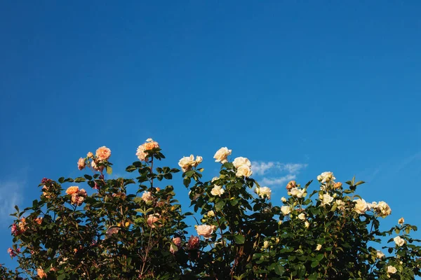 Прекрасні Троянди Літньому Саду Дивовижне Блакитне Небо Місце Тексту — стокове фото