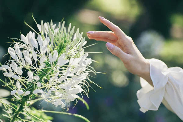 女性の手は美しい白い花に触れます 夏の花 選択的焦点 — ストック写真