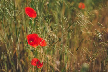 Yaz otlağında güzel kırmızı gelincikler. Seçici odak.