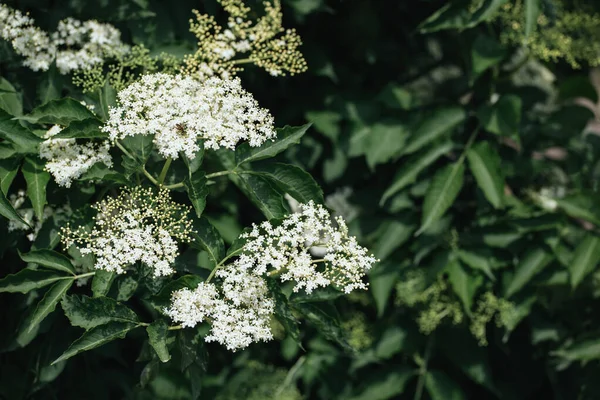 Flores Saúco Blanco Gran Arbusto Hojas Verdes Fondo Lugar Para — Foto de Stock