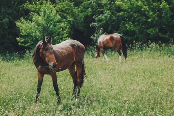 Schöne Pferde Grasen Auf Der Weide Sommerwiese Einem Sonnigen Tag — Stockfoto