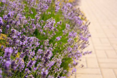 Yaz bahçesinde güzel lavanta çiçekleri ve arı. Seçici odaklanma. Metin için yer.