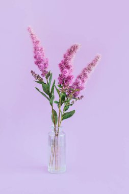 Mor pastel arka planda cam vazoda yumuşak pembe çiçekler. Minimum konsept. Metin için yer. 