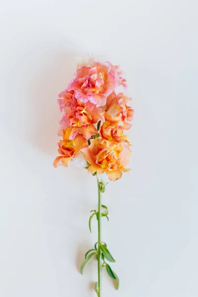 Flores Rosas Amarillas Snapdragon Antirrhinum Majus Sobre Fondo Crema Lugar — Foto de Stock