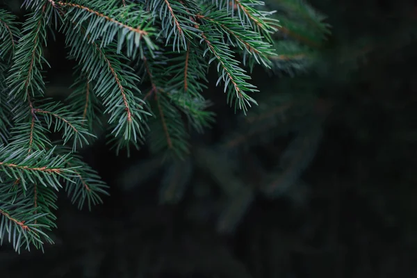 Branches Duveteuses Sapin Papier Peint Noël Concept Carte Postale Concentration — Photo