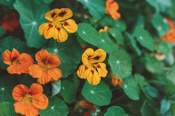Beautiful Orange Flowers Nasturtium Summer Garden Selective Focus — Stock Photo, Image