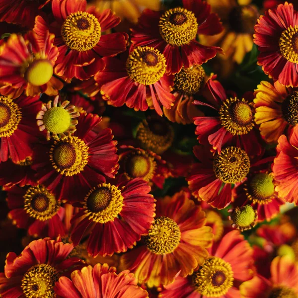 Jesienny Bukiet Jasnych Kwiatów Jesień Helenium Koncepcja Jesiennego Tła Lub — Zdjęcie stockowe