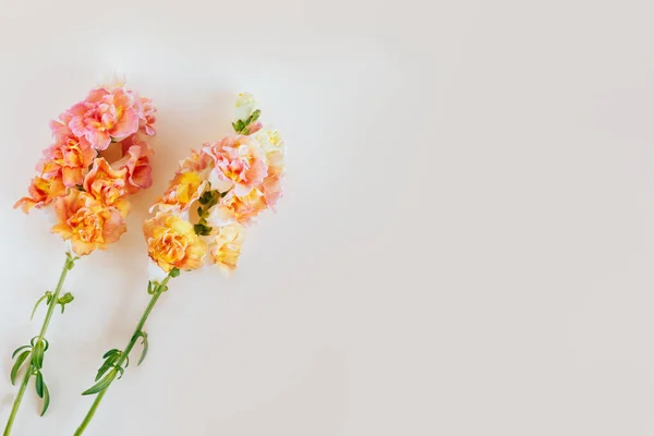 Рожеві Жовті Квіти Snapdragon Або Antirrhinum Magge Пастельному Тлі Місце — стокове фото