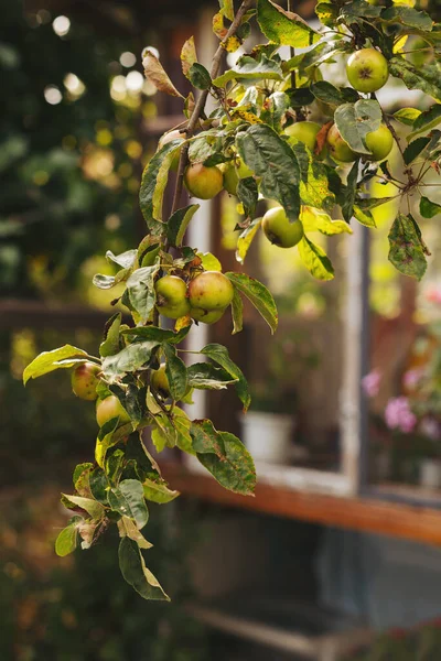 Rama Manzanas Verdes Jardín Verano Enfoque Selectivo — Foto de Stock