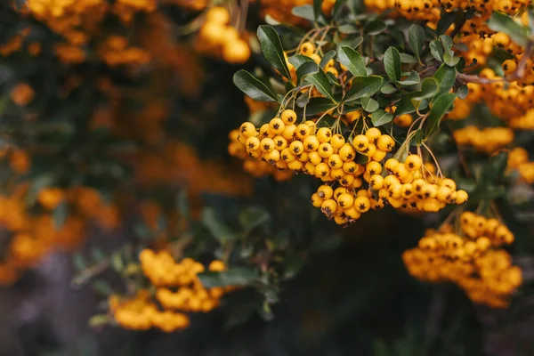 Ye Pyracantha (Firethorn) sarı dut benzeri şiirlerle dallanır. Seçici odak.