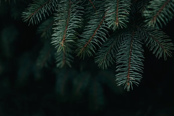 Luchtige Takken Van Een Dennenboom Kerst Behang Ansichtkaart Concept Selectieve — Stockfoto