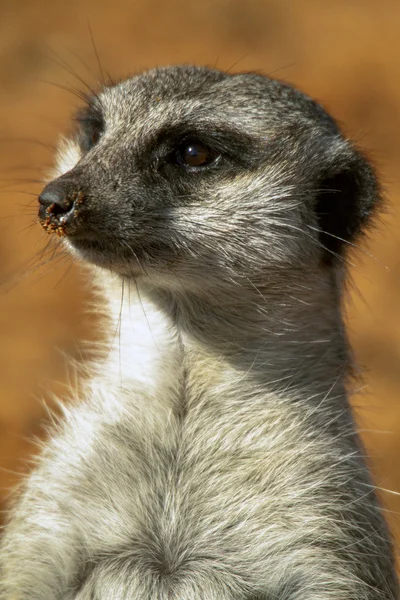 A Meerkat on duty — Stock Photo, Image