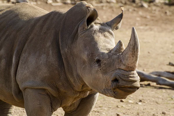 Southern White Rhino — Stock Photo, Image