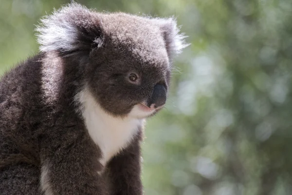 Egy aranyos fiatal koala, aki a fa másik oldalára néz. — Stock Fotó