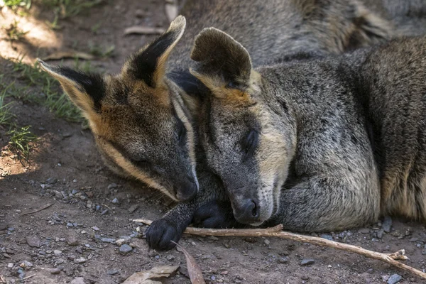 Dois wallabies fazem uma sesta — Fotografia de Stock