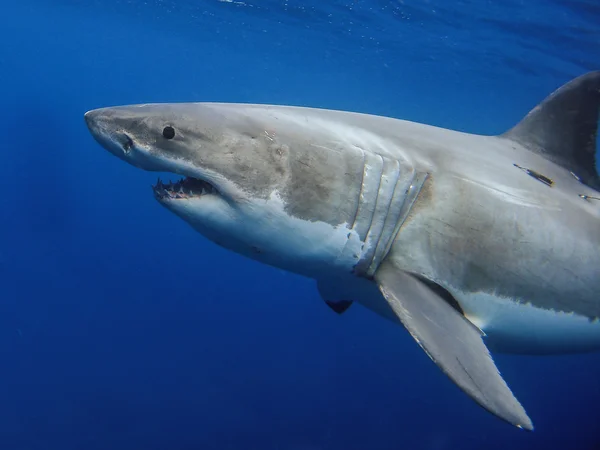 Grand requin blanc — Photo