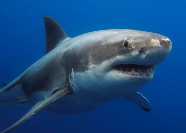 Gran tiburón blanco — Foto de Stock