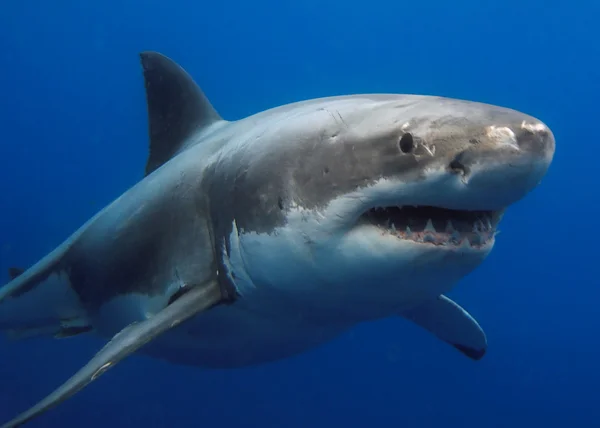 Большая белая акула Стоковое Изображение