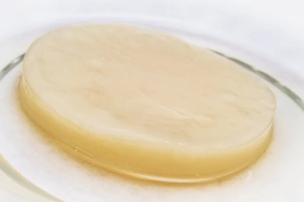 Yakın plan taze scoby (bakteri ve maya simbiyotik kültürü) kombu çayı resmi 