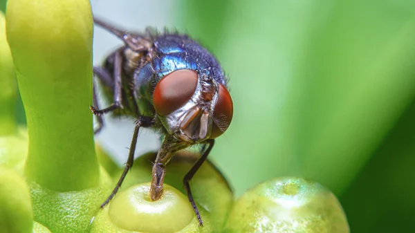 Een Vlieg Die Dauwdruppel Drinkt Van Top Van Bloemknop — Stockfoto