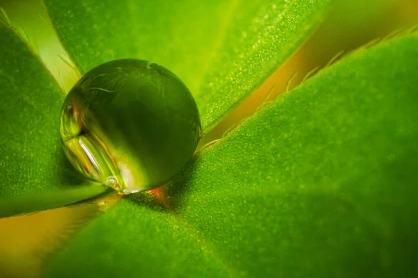 Küçük Bitki Yaprağının Üzerindeki Çiğ Damlasını Kapat — Stok fotoğraf