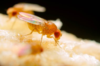 Süper makro vuruş Muzun tepesindeki küçük meyve sinekleri 