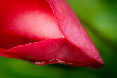 Makro parlak kırmızı çiçek tomurcuğunu yakın plan çekmişti.