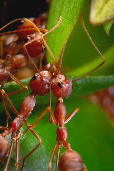 Formigas Árvores Verdes Formigas Tecelãs Tecem Juntas Folhas Para Formar Imagem De Stock