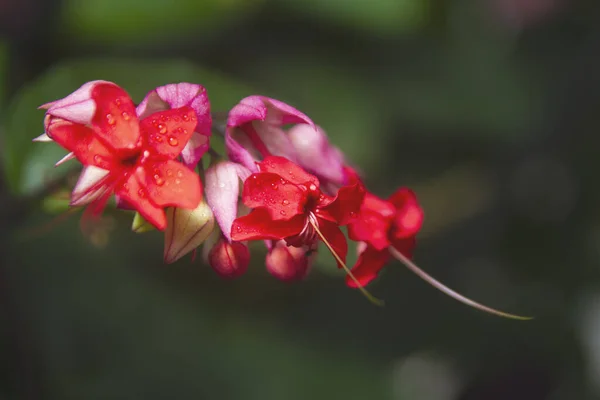 Macro Tiro Flor Vermelha Brilhante Close Imagem Fotografias De Stock Royalty-Free