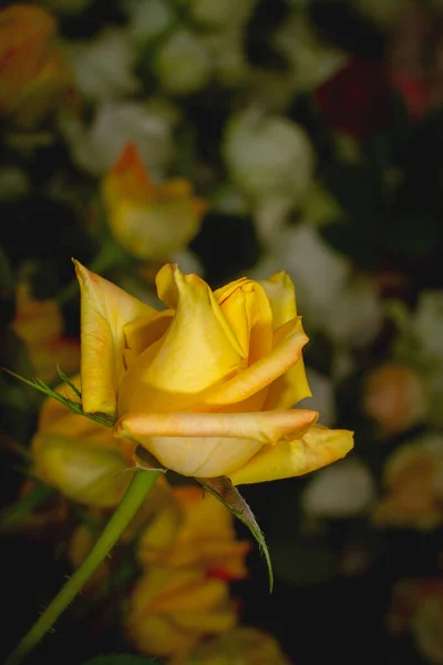 Bela Rosa Amarela Brilhante Único Close Imagem Imagem De Stock