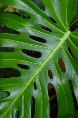 Monstera deliciosa Canavar yaprağı