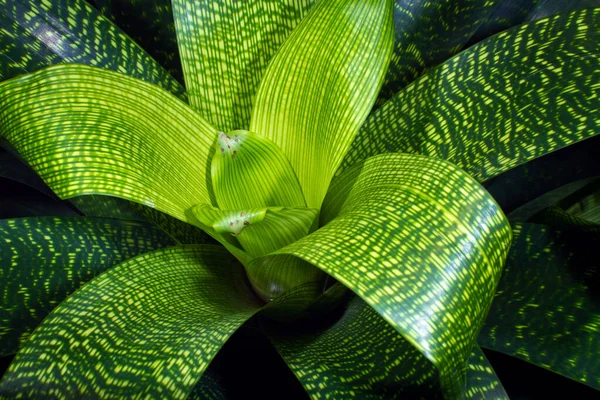 Plantas Padrão Verde Folha Tropical Imagens Royalty-Free