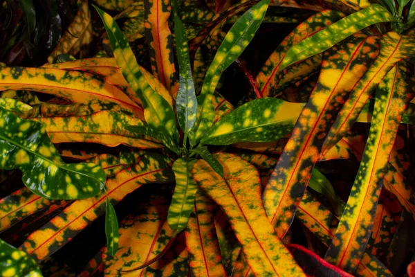 Plantas Folhas Tropicais Únicas Verdes Laranja Amarelas Imagens Royalty-Free