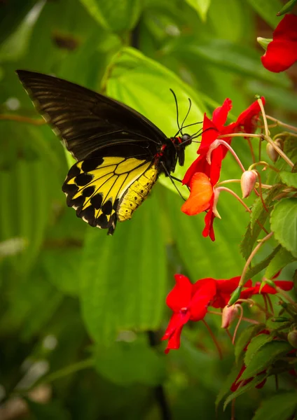 Borboleta Preta Amarela Bonita Flor Ajuda Polinizar Plantas — Fotografia de Stock